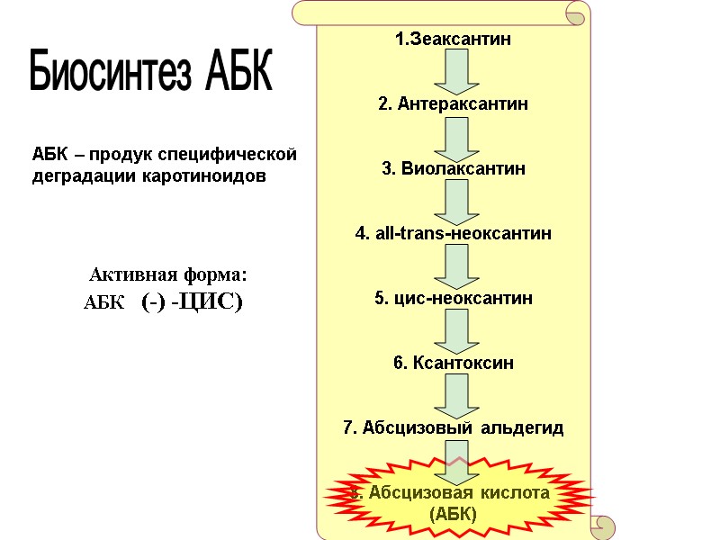 1.Зеаксантин   2. Антераксантин   3. Виолаксантин   4. all-trans-неоксантин 